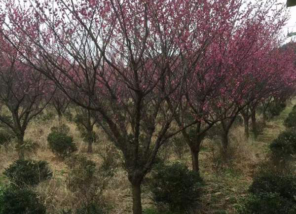 红梅种植基地