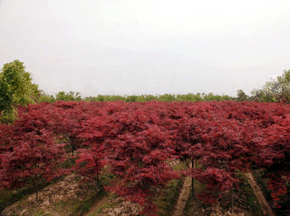 红枫苗木种植基地