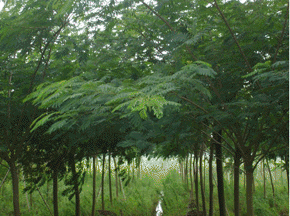 合欢树种植基地