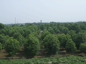 香樟树种植基地