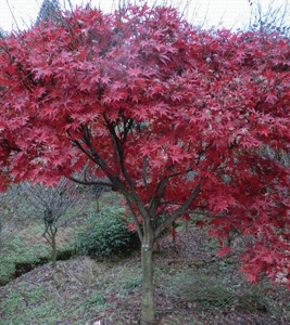 红枫