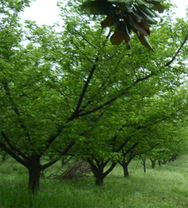 青梅|梅树