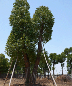 移栽香樟树