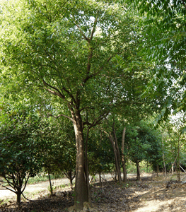 丛生香樟树