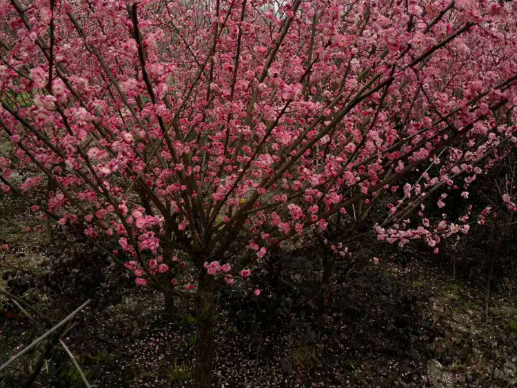 骨里红红梅